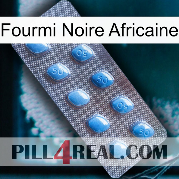 African Black Ant viagra3